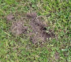 Zudem ähneln sich manche losungen von wildtieren, wie es bei jägern heißt, stark. Mysteriose Locher Im Garten Biologie