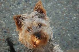 Crate training is all about timing and keeping a consistent schedule. How To Potty Train A Yorkie Is It Really As Hard As People Say How To Train Your Dog