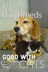 13 Best Dogs for Cats: These Breeds Will Get Along Well ...