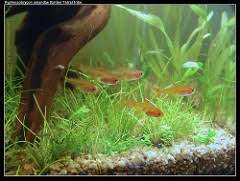 Introducing ember tetras to betta tank. 24 Fish You Can Keep With Bettas The Nano Tank