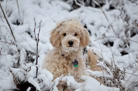 This friendly fella is up to date on vaccinations and dewormer plus, he comes. Home Page Timberidge Goldendoodles