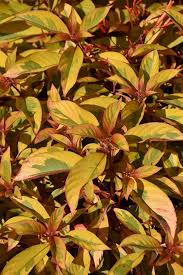 Image result for Hamelia patens