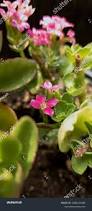 Image result for Kalanchoe crenata