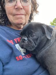 House training a foster dog with anxiety issues