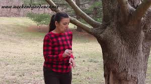 When we prune japanese maple trees, we don't just look at shape. Maple Tree Bark Disease Basal Canker Symptoms And Causes Youtube