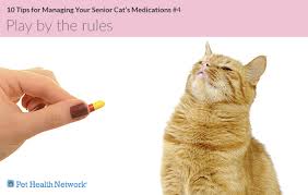 Cat will be very suspicious of this tidbit of food. 10 Tips For Managing Your Senior Cat S Medications