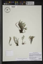 Image result for Selaginella buchholzii