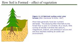 Some gardens have acidic soils, some have neutral soils, and some have alkaline soils. Soil The Importance To Plants 1 Substrate To Anchor Plants 2 Source Of Nutrients 3 Reservoir For Moisture Ppt Download