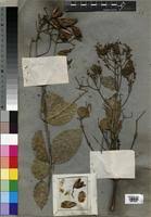 Image result for Usteria guineensis