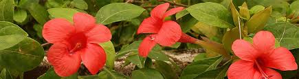 Image result for Barleria obtusa