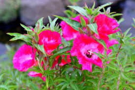Flowers of india is aimed at having information about all the flowers found in india, with their common names, especially in indian languages, pictures and habitat, easily available in one place. Few Winter Flowering Plants Which Can Be Grown In September October The Statesman