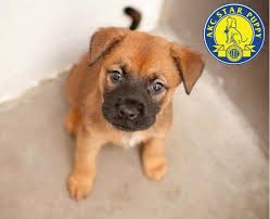 Any dog that growls, snaps, bites, attacks. Akc Canine Good Citizen Love At First Sit