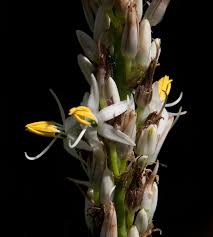 Image result for Chlorophytum macrophyllum