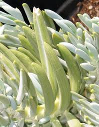 Image result for Senecio greenwayi