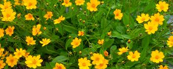 We provide a bridge between growers and professionals in the floral industry signup today! 8 Easy Care Colorful Plants For Your Sf Bay Area Climate Gardeners Guild Sf Bay Area Full Service Landscaping