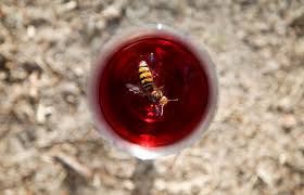 Place the wasp trap (soda bottle) in an open area that's easy to access by the wasps, but away from entrances. How To Make Homemade Wasp Traps Lovetoknow