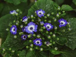 Image result for Cineraria mazoensis