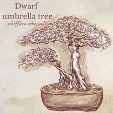 Well you're in luck, because here they come. Five Species That Make Great Indoor Bonsai Dengarden