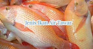Harga ikan air tawar di pasar ikan dominan lebih murah daripada harga ikan air laut. 5 Jenis Ikan Air Tawar Yang Cocok Untuk Dibudidayakan Coldeja Blog Seputar Informasi Menarik Unik Dan Bermanfaat
