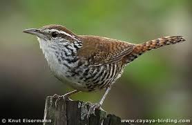 Banded Wren By Knut Eisermann Seen During A Cayaya Birding Tour Cayaya Birding Wren Band Different Birds