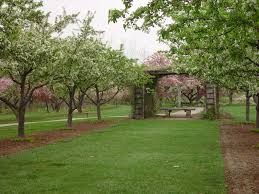 It is noted for its rounded shape and good disease resistance. Crabapple