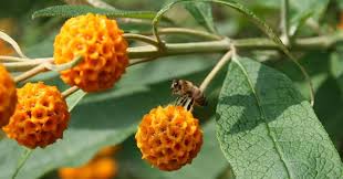 Resultado de imagen para matico planta medicinal