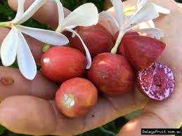 Fruit trees need the 8 spaces directly around it to grow properly, so just make a small clearing somewhere. Buy Natal Plum Fruit Trees In Australia Carissa Grandiflora
