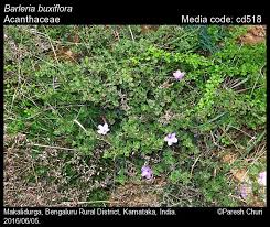 Image result for Barleria oxyphylla