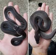 Cinnamon banana ball pythons for sale in the united states. Super Cinnamon Is Slowly Growing Ballpython