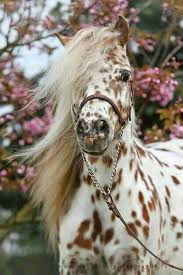 Black And Brown Spotted Horse Pin By Kelsie Goddard On Art Animals Horses Cute Horses Pretty Horses