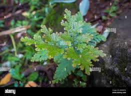 Image result for Selaginella eublepharis