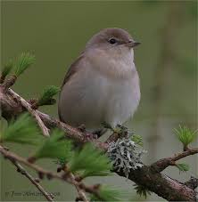 Garden warblers are summer visitors, arriving in april and leaving in july, although continental birds can be seen on migration around the east and south coasts until september. Species Gallery Garden Warbler