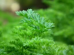 Sep 20, 2017 · when it comes to parsley for dogs, you should only feed the curly variety. Can Dogs Eat Vegetables Full Stride Canine Myofunctional Massage Therapy And Nutrition Brisbane Australia