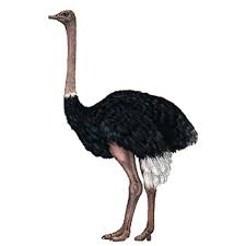 Birds That Dont Fly Art Illustration Ostrich It Is A Big Bird That Does Not Fly But Is A Runner