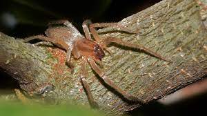 Unfortunately, spiders can and do make their way into our homes. Spiders In New York Facts Information About Spiders