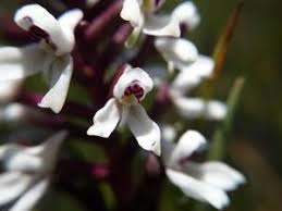 Image result for Disa aconitoides