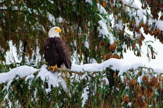 Saving the Bald Eagle – a Conservation Success Story | Defenders of Wildlife