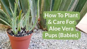 The best place to keep your aloe vera plant is in a well lit bathroom or kitchen window. How To Plant Care For Aloe Vera Pups Babies Joy Us Garden Youtube