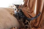 Bengal Cats and Marbled Bengals: The History, Development ...