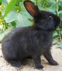 Black And White Bunny Names Boy Sabatian Rabbit Wallpaper Rabbit Breeds Rabbit Pictures