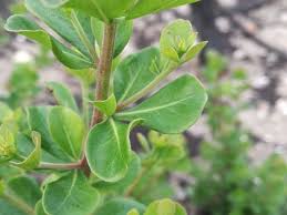 Image result for Searsia lucida