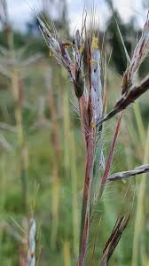 Image result for Hyparrhenia familiaris