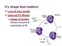A lock only has one type of key that can open it (an enzyme has only one substrate that will fit in its active site). Enzymes Helper Protein Molecules Flow Of Energy Through