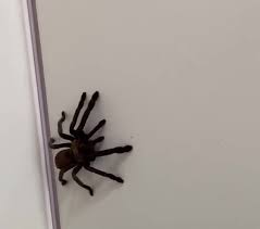 We did not find results for: Freedomroo Moment A Woman Finds Huge Spider Crawling Up The Side Of Door In Her House Australiannewsreview