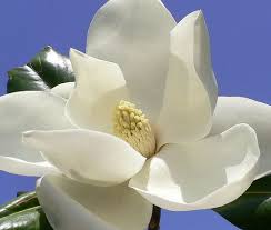 Magnolia Flower Magnolia Flower Flower Pictures Magnolia