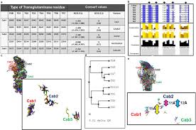 And need vit.k for their synthesis. Structure Functional Insights Into Calcium Binding During The Activation Of Coagulation Factor Xiii A Scientific Reports