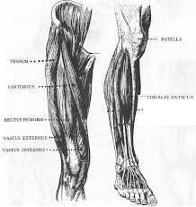 7.5 heads thethirdcartel 347 28. How To Draw Human Legs And Feet Drawing Article How To Draw Step By Step Drawing Tutorials