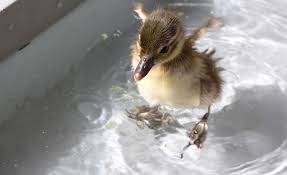 Maybe you would like to learn more about one of these? What To Feed Baby Ducks Or Ducklings Baby Duck Care And Food