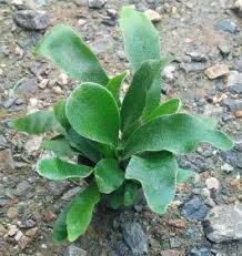 Image result for parožnatka Platycerium