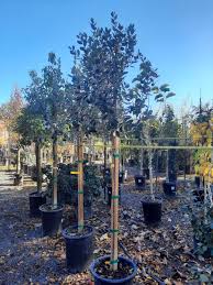 Image result for Feijoa sellowiana